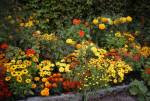 Colorful arrangement