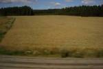 Countryside
