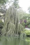 Beautiful tree in the park