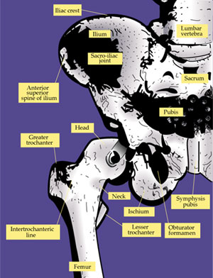 medical illustration