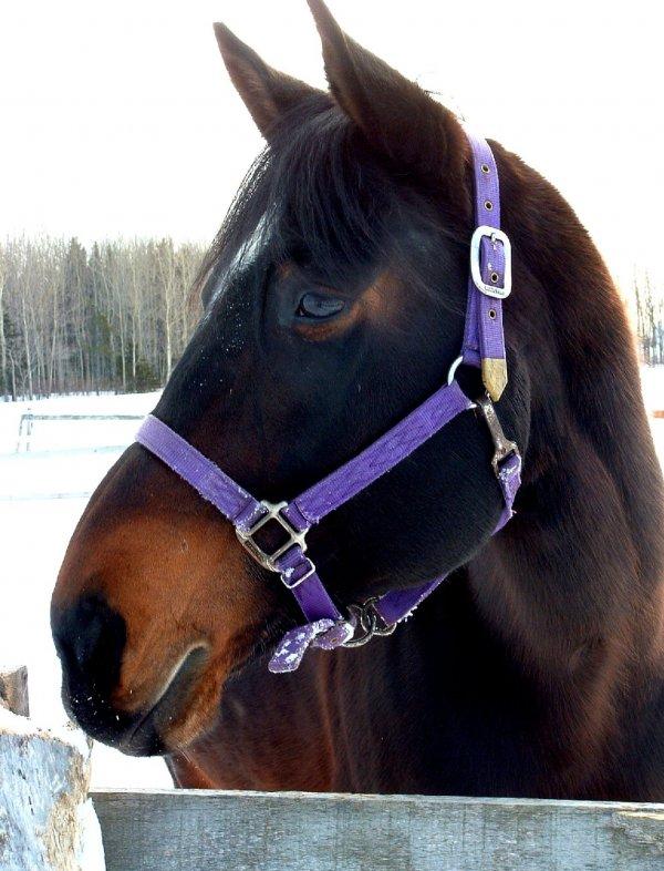 Epica