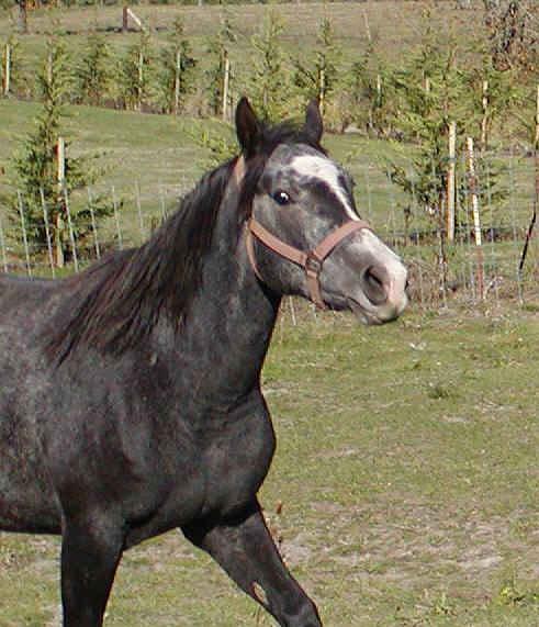 Hinnie