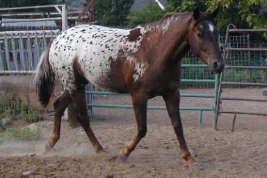 Juanna