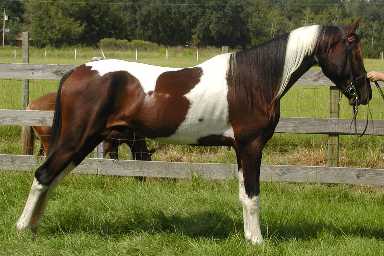 Larentia