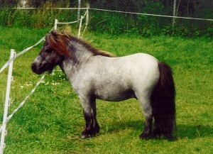 Dioneta