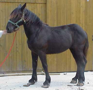 Edain