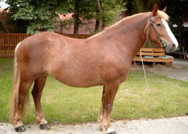 Evi