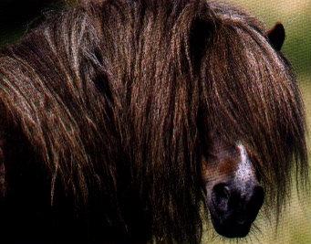 Furr