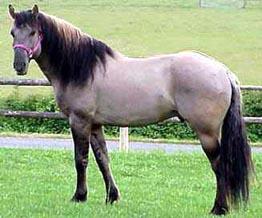 Kiger