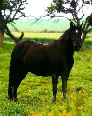 Orphne