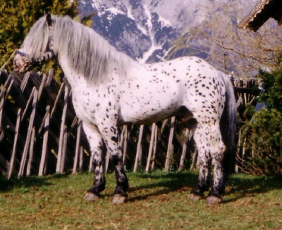 Wendela