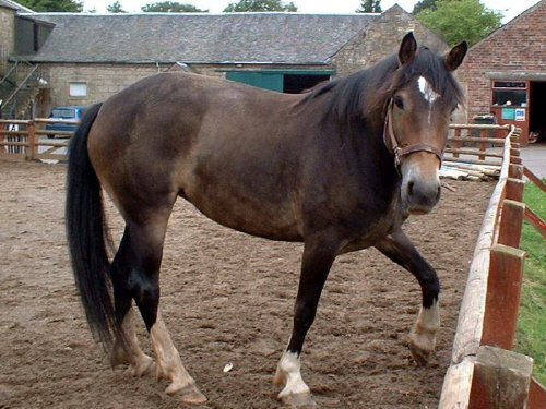 Bracken