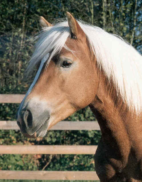 Kiril