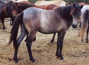 Kirin