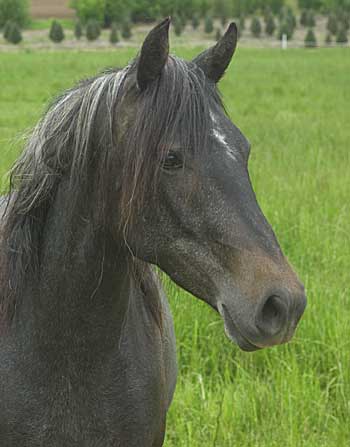 Nahar