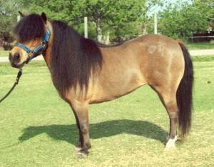 Pino