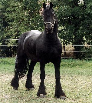 Rinske