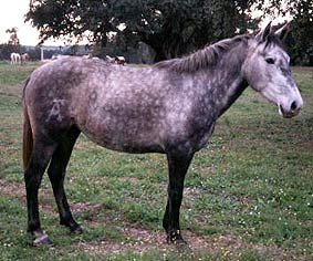 Zafra