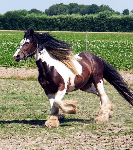 Brynmore