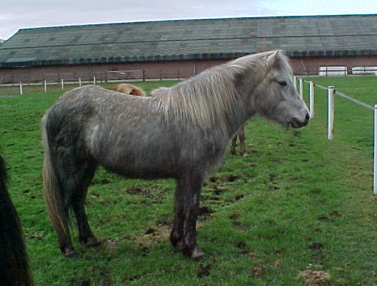 Elfa