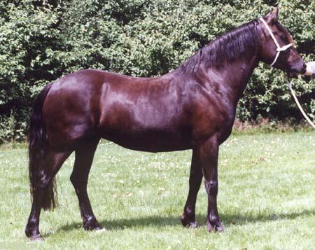 Madeni