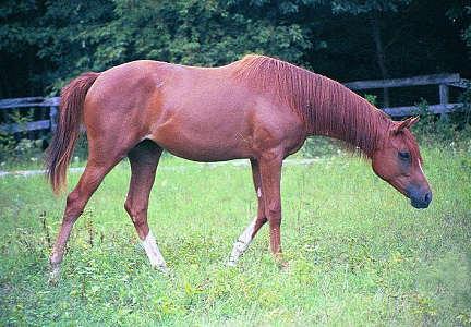 Questi
