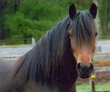 Razana