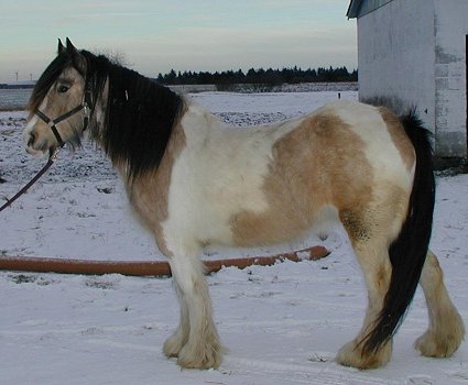 Sascha