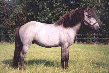 Vilja