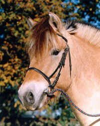 Aesir