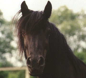 Dormi