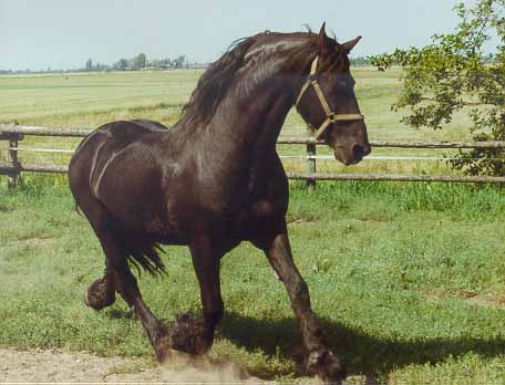 Hearke
