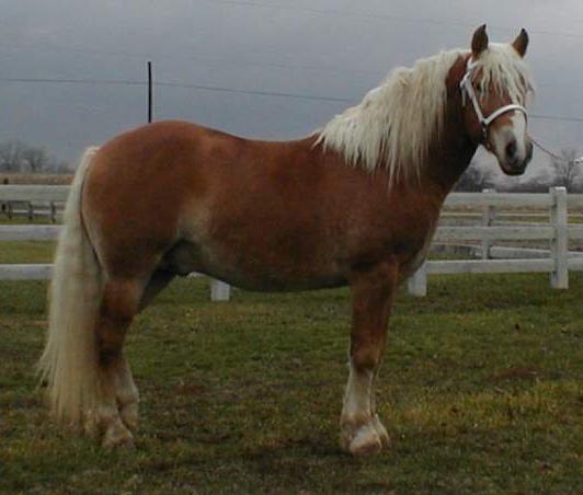 Malachi