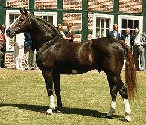 Nova