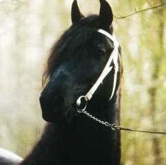 Otte