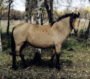 Owali