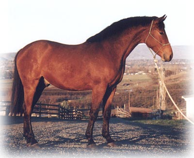 Rummis