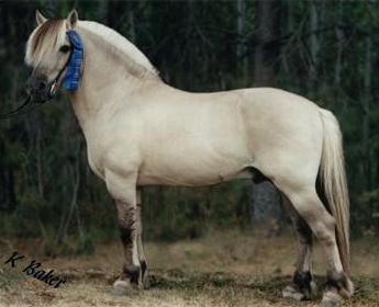 Tyr
