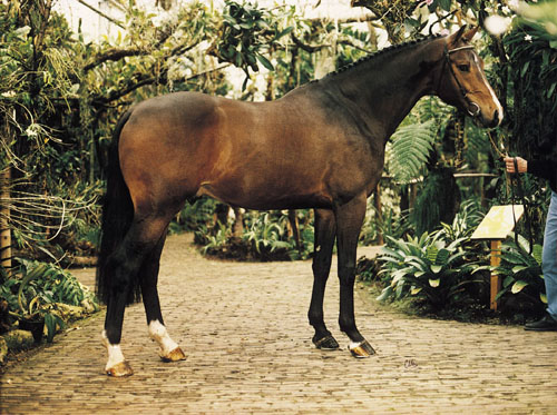 Uvantus
