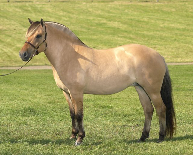 Vanir