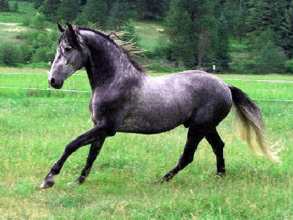 Zaliro