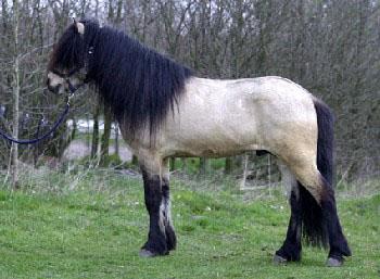 Bleik�lingur