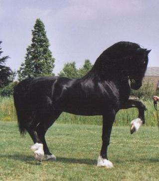 Bronfoel