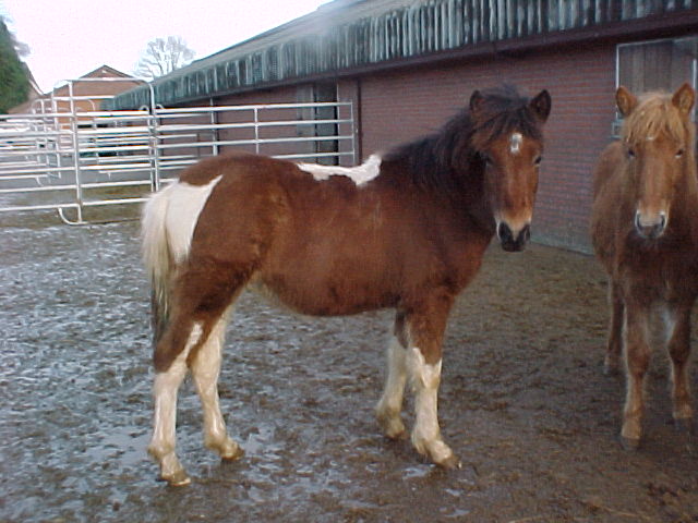 Brynjar
