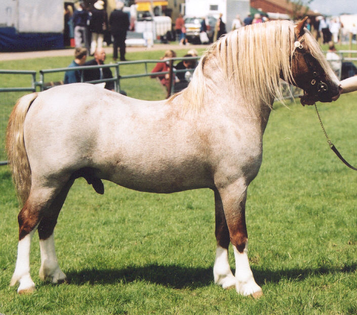 Gabor