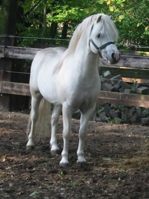 Gelmar