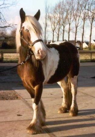 Indy