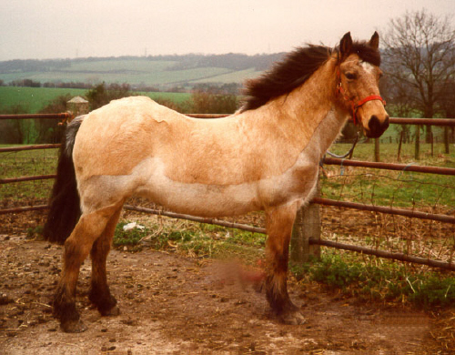 Reagey