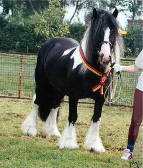 Sir Simon