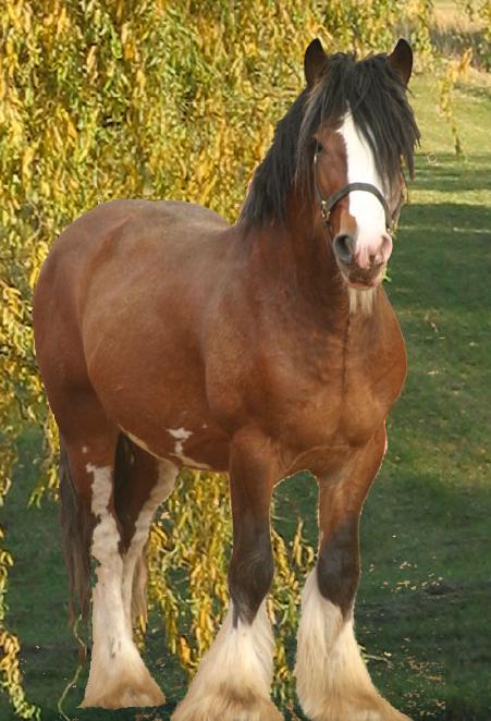 Tobie